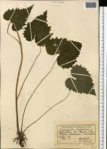 Колокольчик крапиволистный L., Восточная Европа, Средневолжский район (E8) (Россия)