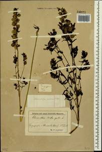 Rhinanthus serotinus subsp. serotinus, Сибирь, Прибайкалье и Забайкалье (S4) (Россия)
