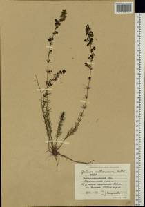 Подмаренник настоящий, Восточная Европа, Западно-Украинский район (E13) (Украина)