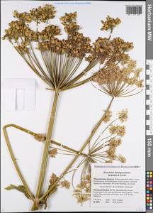 Борщевик Мантегацци Sommier & Levier, Восточная Европа, Северный район (E1) (Россия)