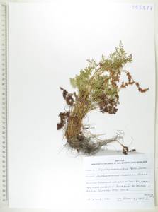 Криптограмма Радде (Fomin) Fraser-Jenk., Сибирь, Дальний Восток (S6) (Россия)