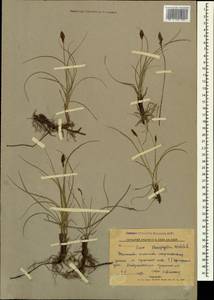 Осока узколистная Wahlenb., Кавказ, Ставропольский край, Карачаево-Черкесия, Кабардино-Балкария (K1b) (Россия)