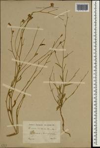 Convolvulus pseudocantabrica subsp. pseudocantabrica, Зарубежная Азия (ASIA) (Ирак)