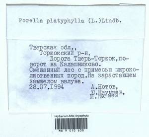 Porella platyphylla (L.) Pfeiff., Гербарий мохообразных, Мхи - Центральное Нечерноземье (B6) (Россия)