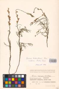MHA 0 159 139, Linaria biebersteinii × odora, Восточная Европа, Нижневолжский район (E9) (Россия)