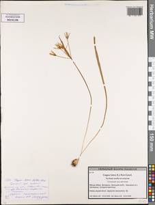 Гусиный лук желтый (L.) Ker Gawl., Восточная Европа, Белоруссия (E3a) (Белоруссия)