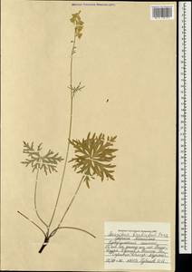 Борец бородатый Patrin ex Pers., Монголия (MONG) (Монголия)