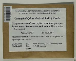 Kandaea elodes (Lindb.) Jan Kučera & Hedenäs, Гербарий мохообразных, Мхи - Карелия, Ленинградская и Мурманская области (B4) (Россия)