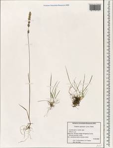 Koeleria spicata (L.) Barberá, Quintanar, Soreng & P.M.Peterson, Зарубежная Азия (ASIA) (КНР)