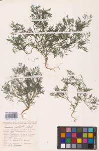 Дымянка Вайяна Loisel., Восточная Европа, Нижневолжский район (E9) (Россия)