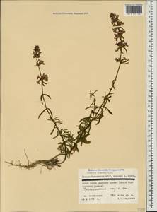 Чистец грузинский, Чистец иберийский M.Bieb., Кавказ, Северная Осетия, Ингушетия и Чечня (K1c) (Россия)