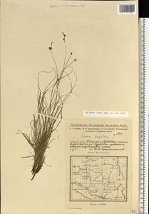 Осока приземистая Willd. ex Wahlenb., Восточная Европа, Восточный район (E10) (Россия)