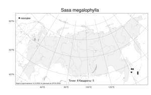 Sasa megalophylla, Саза крупнолистная Makino & Uchida, Атлас флоры России (FLORUS) (Россия)