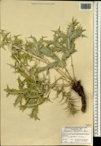 Eryngium thyrsoideum Boiss., Зарубежная Азия (ASIA) (Иран)