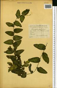 Рдест пронзеннолистный, Рдест стеблеобъемлющий L., Восточная Европа, Центральный лесостепной район (E6) (Россия)