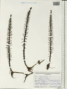 Хвостник обыкновенный, Водяная сосенка L., Восточная Европа, Белоруссия (E3a) (Белоруссия)
