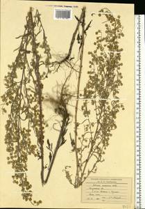 Полынь Сиверса Ehrh. ex Willd., Восточная Европа, Центральный район (E4) (Россия)