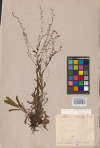 MHA 0 153 461, Myosotis alpestris subsp. suaveolens (Waldst. & Kit. ex Willd.) Strid, Восточная Европа, Средневолжский район (E8) (Россия)