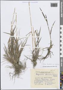 Пырейник длинноколосый (Turcz. ex Steud.) Tzvelev, Сибирь, Чукотка и Камчатка (S7) (Россия)