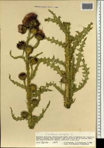 Чертополох курчавый L., Монголия (MONG) (Монголия)