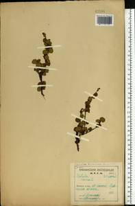 Березка карликовая L., Восточная Европа, Северный район (E1) (Россия)