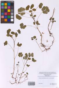 Кислица торчащая L., Восточная Европа, Московская область и Москва (E4a) (Россия)