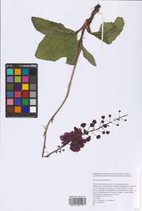 Коровяк фиолетовый L., Восточная Европа, Восточный район (E10) (Россия)