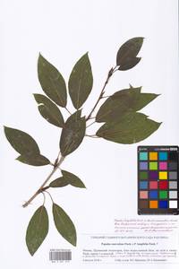 Populus longifolia × suaveolens, Восточная Европа, Московская область и Москва (E4a) (Россия)