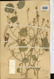 Lepidium cardiophyllum (Pavlov) Al-Shehbaz, Средняя Азия и Казахстан, Западный Тянь-Шань и Каратау (M3) (Казахстан)