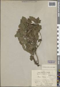 Ежевика сизая L., Средняя Азия и Казахстан, Памир и Памиро-Алай (M2) (Узбекистан)