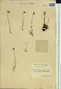 Камнеломка болотная L., Сибирь, Чукотка и Камчатка (S7) (Россия)