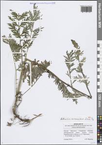 Полынь армянская Lam., Восточная Европа, Средневолжский район (E8) (Россия)