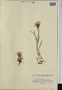 Centaurea napulifera Rochel, Западная Европа (EUR) (Болгария)