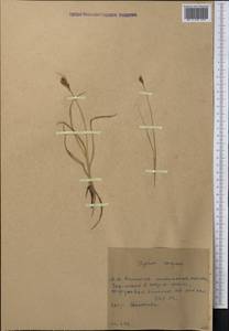 Поточник сжатый, Блисмус сжатый (L.) Panz. ex Link, Средняя Азия и Казахстан, Западный Тянь-Шань и Каратау (M3) (Киргизия)