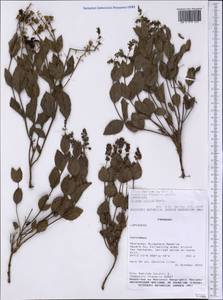 Ocimum ovatum Benth., Америка (AMER) (Парагвай)