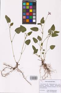 Viola canina subsp. ruppii (All.) Schübl. & G. Martens, Восточная Европа, Западный район (E3) (Россия)