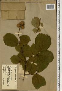 Орешник обыкновенный, Лещина обыкновенная L., Восточная Европа, Молдавия (E13a) (Молдавия)