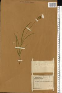 Осока заячья L., Восточная Европа, Северный район (E1) (Россия)