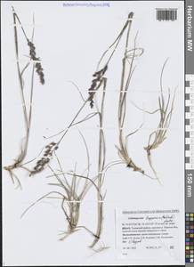 Вейник лапландский (Wahlenb.) Hartm., Сибирь, Западная Сибирь (S1) (Россия)