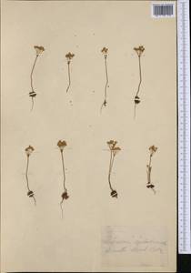 Androsace obtusifolia All., Западная Европа (EUR) (Швейцария)