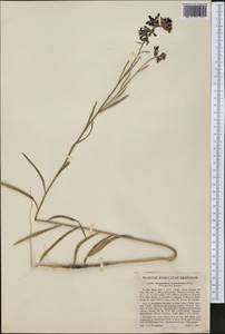 Streptanthus hyacinthoides Hook., Америка (AMER) (США)