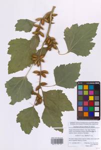 Xanthium orientale var. albinum (Widder) Adema & M.T.Jansen, Восточная Европа, Московская область и Москва (E4a) (Россия)
