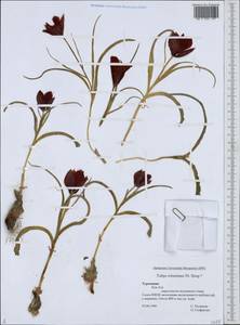 Tulipa montana Lindl., Средняя Азия и Казахстан, Копетдаг, Бадхыз, Малый и Большой Балхан (M1) (Туркмения)