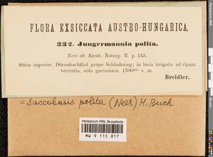 Saccobasis polita (Nees) H. Buch, Гербарий мохообразных, Мхи - Западная Европа (BEu) (Австрия)