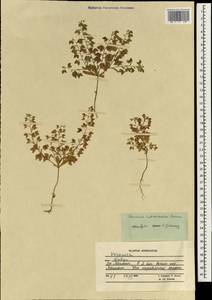 Verbascum infidelium Boiss. & Hausskn., Зарубежная Азия (ASIA) (Афганистан)