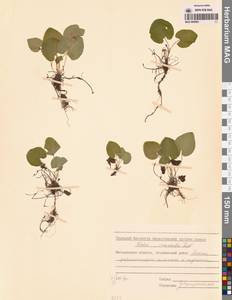 Фиалка Морица Tepl., Сибирь, Чукотка и Камчатка (S7) (Россия)