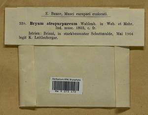Gemmabryum dichotomum (Hedw.) J.R. Spence & H.P. Ramsay, Гербарий мохообразных, Мхи - Западная Европа (BEu) (Хорватия)