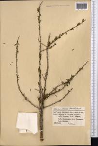 Prunus verrucosa Franch., Средняя Азия и Казахстан, Памир и Памиро-Алай (M2) (Киргизия)