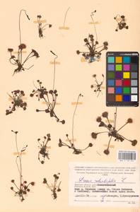 Росянка круглолистная L., Восточная Европа, Западный район (E3) (Россия)