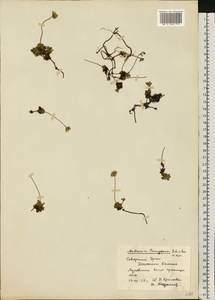 Androsace chamaejasme subsp. lehmanniana (Spreng.) Hultén, Восточная Европа, Восточный район (E10) (Россия)